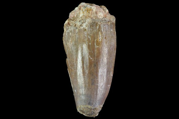 Dimetrodon Tooth - Texas Red Beds #69536
